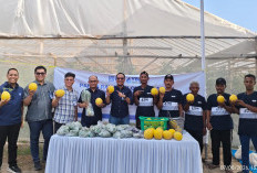 Panen Ketiga Melon Green House di Prabumulih, YBM BRILiaN Dorong Mustahik Makin Mandiri