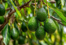 Tak Perlu Tebang, Begini 5 Cara Membuat Pohon Alpukat Rajin Berbuah