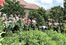 Panen Kacang Tanah Poktan Sejahtera Jaya Berlimpah, Dongkrak Ekonomi Warga Muara Dua