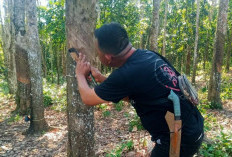 Harga Karet Sumsel Fluktuatif, Petani Masih Bertahan di Tengah Kekhawatiran