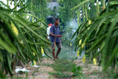 Program Klasterku Hidupku BRI Dorong Daya Saing Petani Buah Naga Banyuwangi