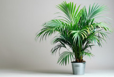 8 Tanaman Hias Pembersih Udara yang Wajib Ada di Rumah