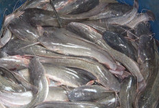 Mengenal 6 Varietas Ikan Lele Unggul untuk Budidaya