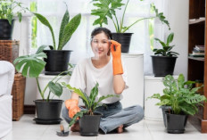 Jangan Asal Beli! Ini 7 Tips Memilih Tanaman Hias Unik agar Tak Salah Pilih