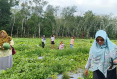 Wisata Petik Semangka di Prabumulih Diserbu Pengunjung, Harga Cuma Rp6.000 per Kg