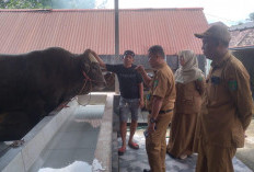 Sapi Kurban Presiden untuk Prabumulih Tiba, Hanoman Diperkirakan Hampir Satu Ton