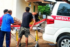 Kasus Gigitan Anjing Liar Kembali Terjadi di Prabumulih, Warga Diminta Waspada Rabies