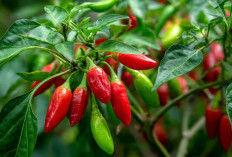 Cuma Pakai 2 Ampas Dapur, Tanaman Cabai Bisa Tumbuh Subur dan Rajin Berbuah
