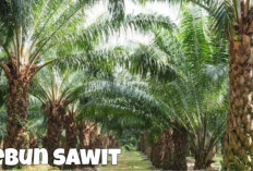 4 Tips Memulai Bisnis Kelapa Sawit Rumahan, Cocok untuk Pemula