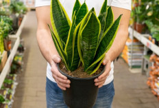 Ingin Rumah Lebih Segar? Coba 5 Tanaman Hias Mudah Dirawat Ini