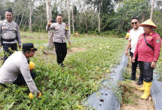 Panen Raya Semangka dan Melon di Kemang Tanduk, Bukti Sukses Pemanfaatan Dana Desa