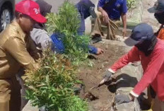 DLH Prabumulih Tata Median Jalan Sudirman, Wujudkan Kota Hijau