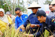 Panen Padi Gogo 2026, Wali Kota Prabumulih Tegaskan Komitmen Ketahanan Pangan