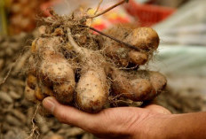 Gembili, Umbi Lokal yang Kaya Nutrisi dan Punya Banyak Manfaat