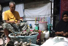 Berkebun Saat Pensiun, Mandihan Bahagia Panen Puluhan Kilogram Jengkol