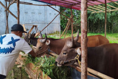 Penjualan Hewan Kurban di Prabumulih Meningkat, Promo Sapi Beli 3 Gratis 1 Kambing Jadi Daya Tarik